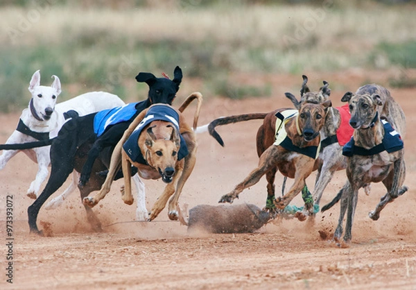 Obraz Greyhound race