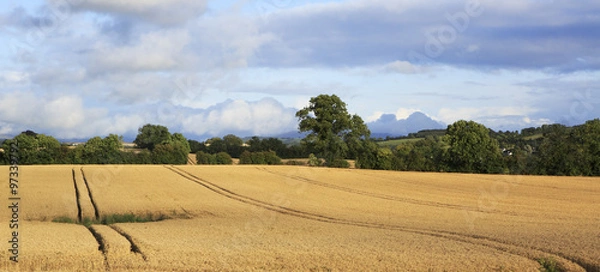 Fototapeta Beautiful field with harvest of wheat in irish countryside