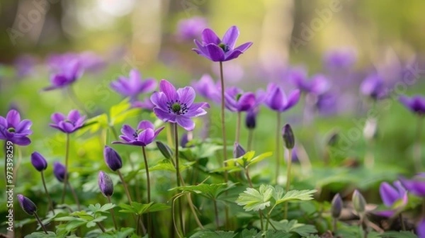 Obraz Spring features wild purple anemones
