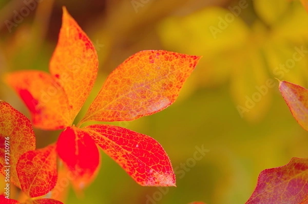 Obraz ドウダンツツジの紅葉