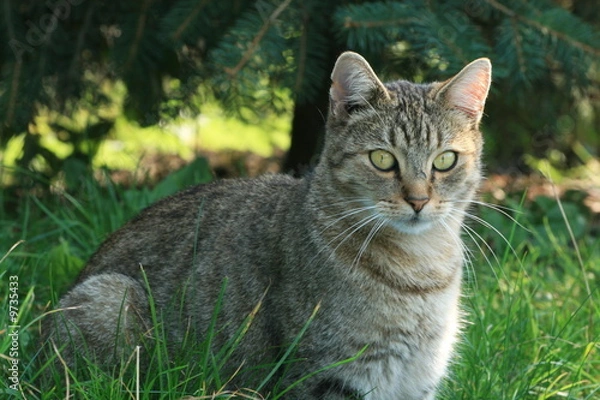 Fototapeta The cat in the grass