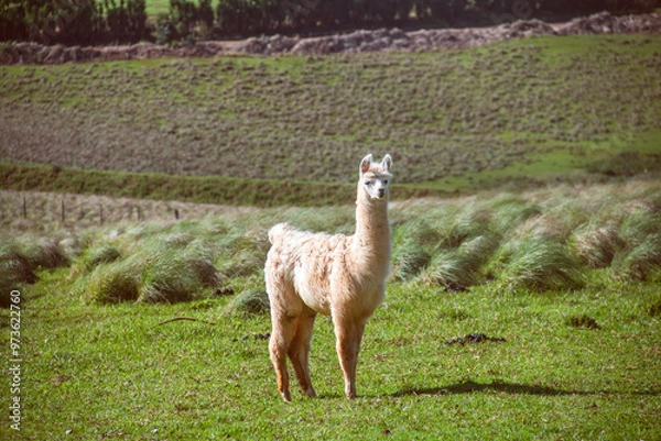 Obraz Curious baby llama looking at photographer