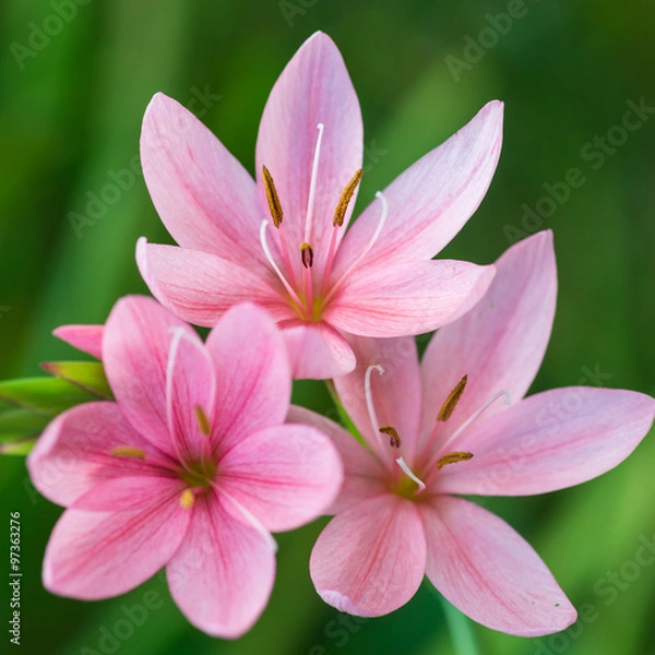 Obraz Pink Lily Group