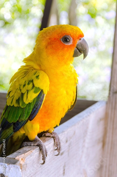 Fototapeta cute of beautiful lovebird