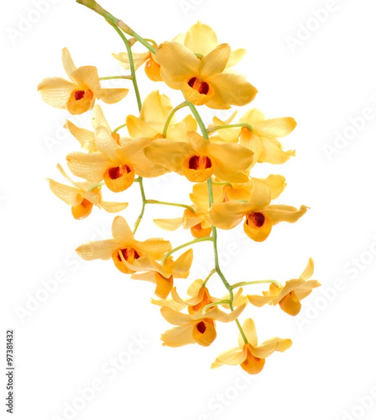 Obraz Yellow orchid isolate on white background.