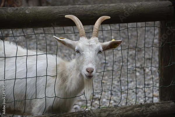 Fototapeta Capra in evasione