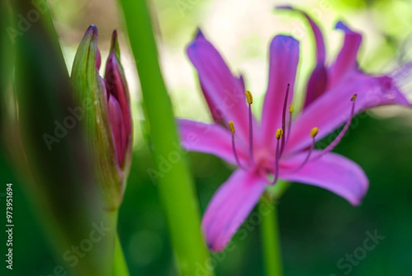 Obraz 彼岸花の花粉