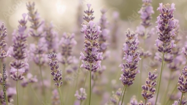 Fototapeta Lavender Dreamscape: A field of lavender bathed in soft, warm sunlight, evoking a sense of peace and tranquility. 