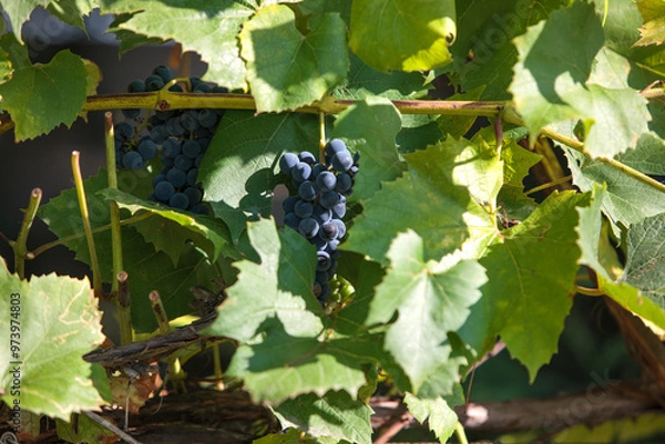 Obraz grapes on vine