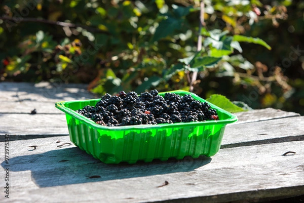 Obraz blackberries in a garden