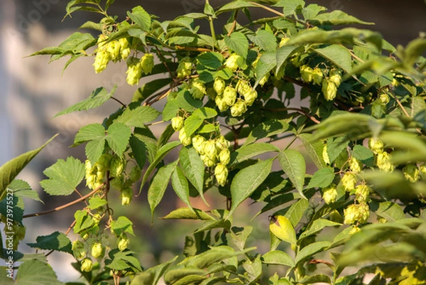 Obraz Humulus americanus