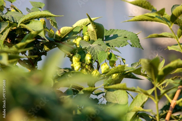 Obraz Humulus americanus