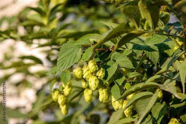 Obraz Humulus americanus