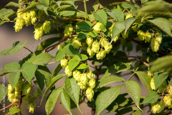Obraz Humulus americanus
