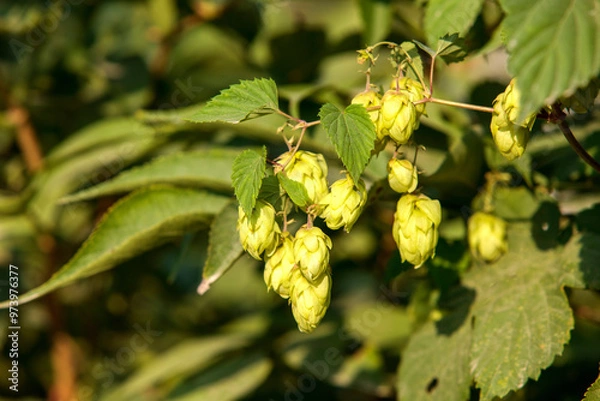 Obraz Humulus
