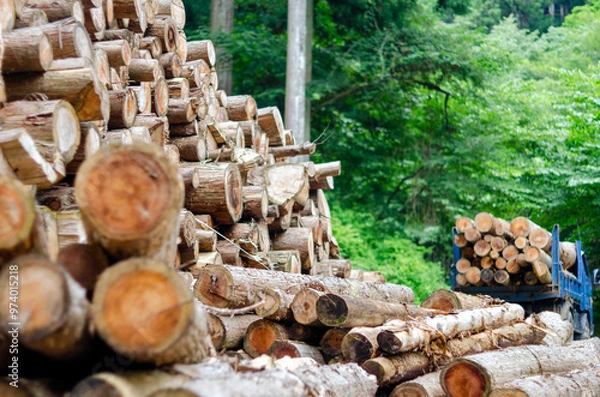 Obraz 集積されたバイオマス発電用の間伐材と出荷直前のトラック