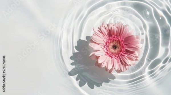 Fototapeta Minimalist white background with a pink gerbera flower floating on water, with ripples and shadows shown from a top view