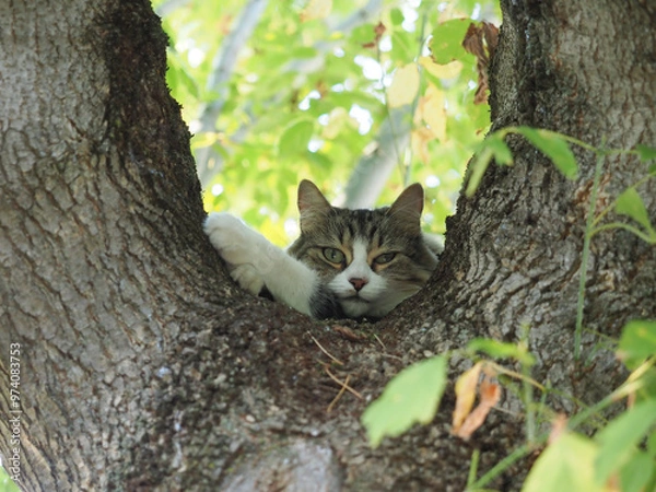 Fototapeta cat on a tree