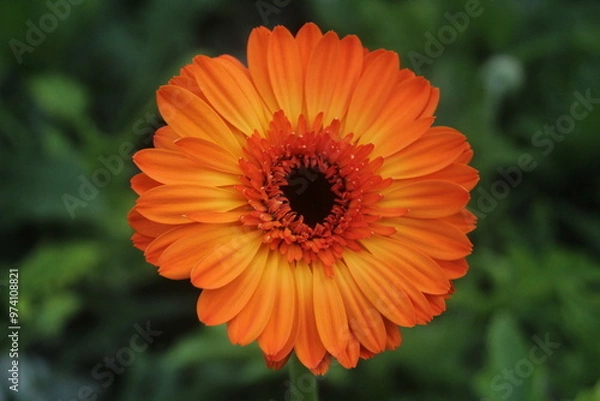 Obraz  beautiful red and orange hues of Gerbera daisy flower 