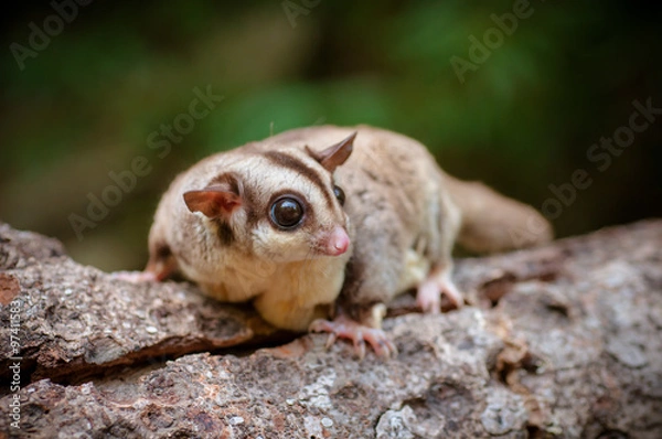 Obraz flying Squirrel