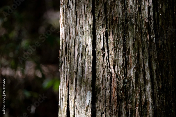 Fototapeta 森の中の杉の木