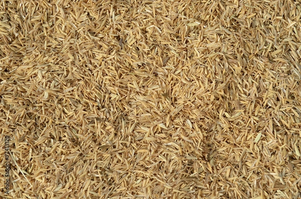 Obraz a handful of rice grains with bran shell ..