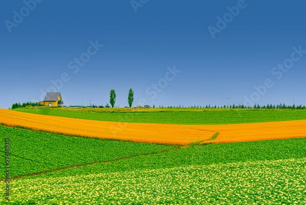 Obraz 북해도의 여름