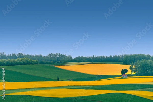 Obraz 북해도의 여름