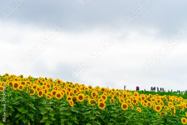 Obraz 북해도의 여름