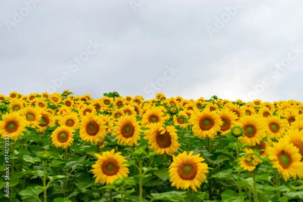 Obraz 북해도의 여름