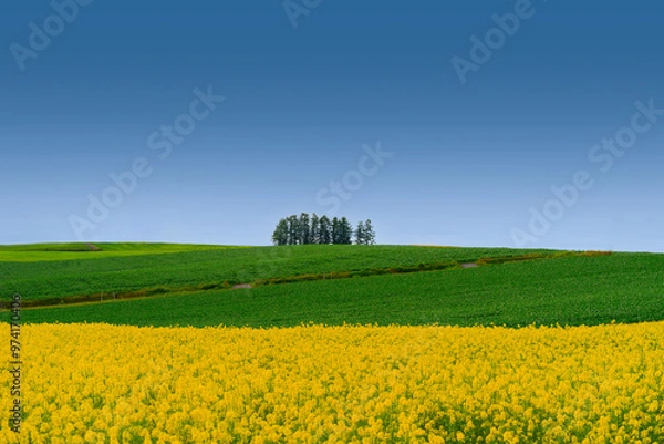 Obraz 북해도의 여름