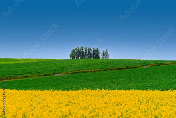 Obraz 북해도의 여름