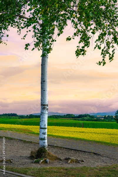 Obraz 북해도의 여름