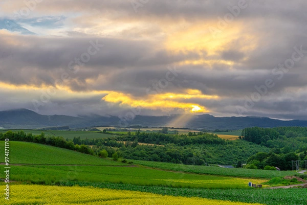 Obraz 북해도의 여름