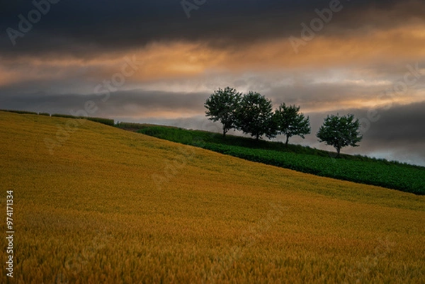 Obraz 북해도의 여름