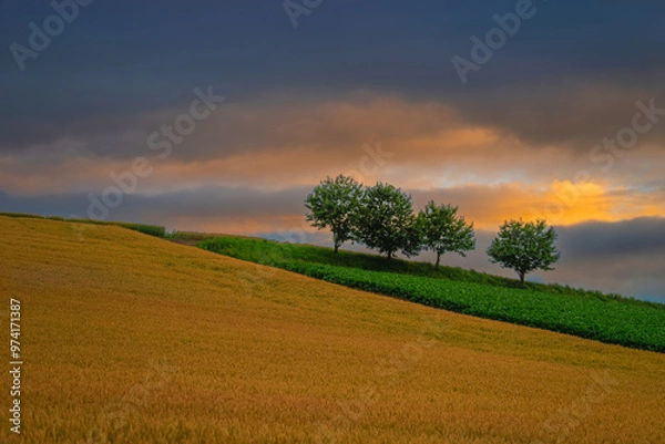 Obraz 북해도의 여름