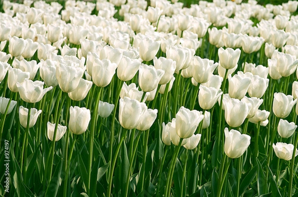 Obraz white tulips