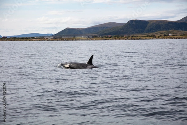 Fototapeta Wild killer whale orca in Andenes town on the polar line in Northern Norway
