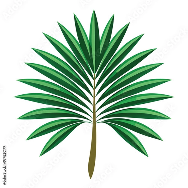 Obraz palm leaf isolated on white background