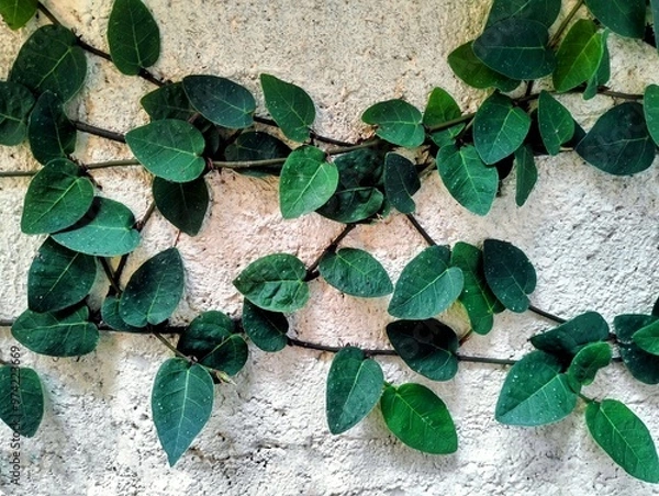 Fototapeta In the picture is a vine growing on the wall. The leaves are long, oval, small, thick, rough, green, and the young leaves are brown. It is a creeper that likes to grow on bare concrete walls and house