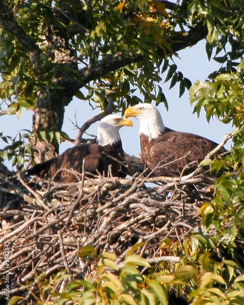 Obraz eagles in the nest