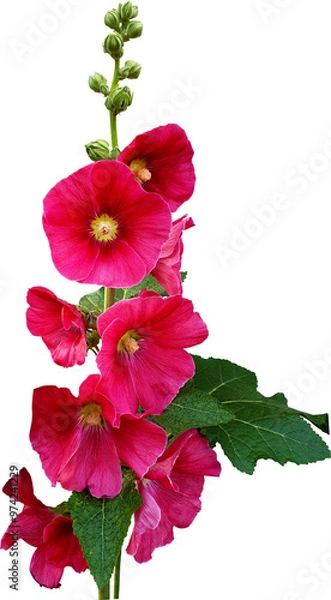 Fototapeta 접시꽃 잎