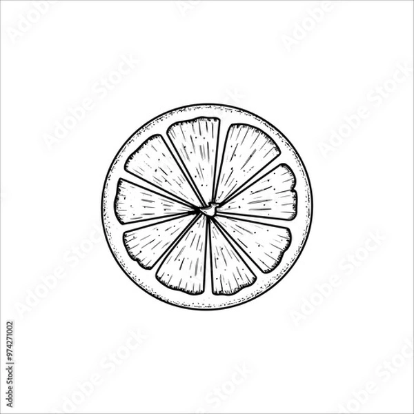 Obraz Hand drawn lemon slice. Vector illustration