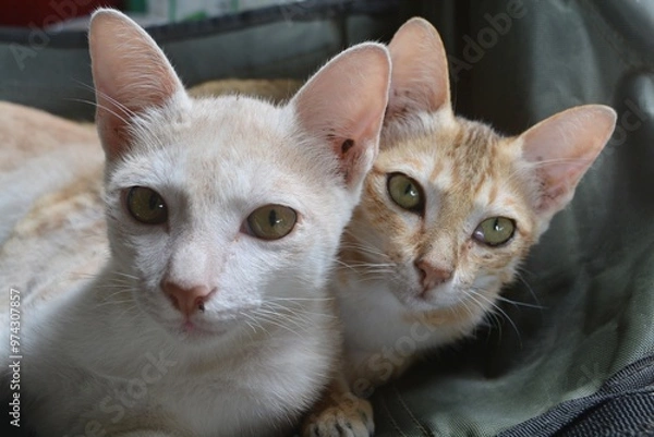 Fototapeta Two cats hugging each other, looking curiously at the camera.