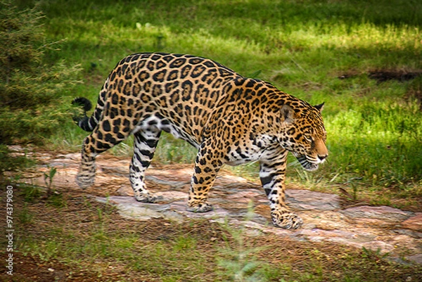 Obraz A captive panther in a zoo