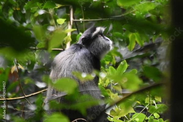 Fototapeta Monkey Jungle