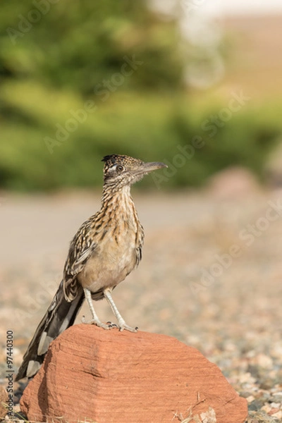 Fototapeta Greater Roadrunner