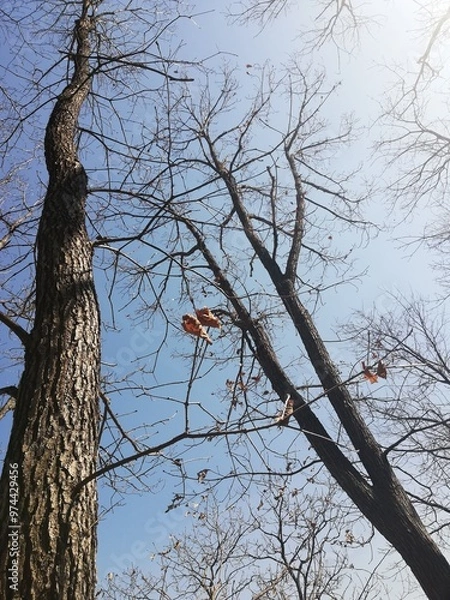Obraz winter tree, bare tree, tree branches with blue sky and sun