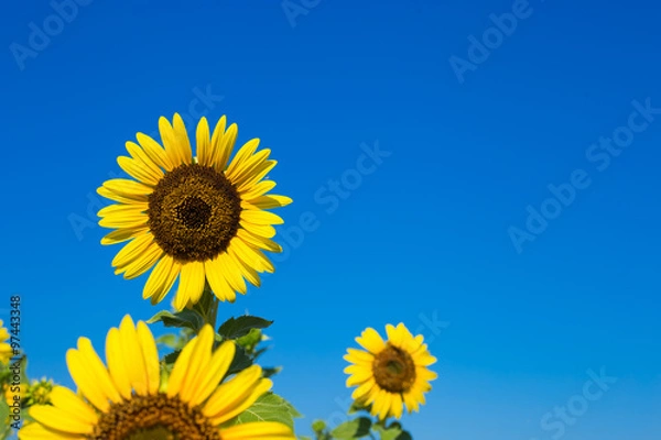 Obraz Sunflower and blue sky