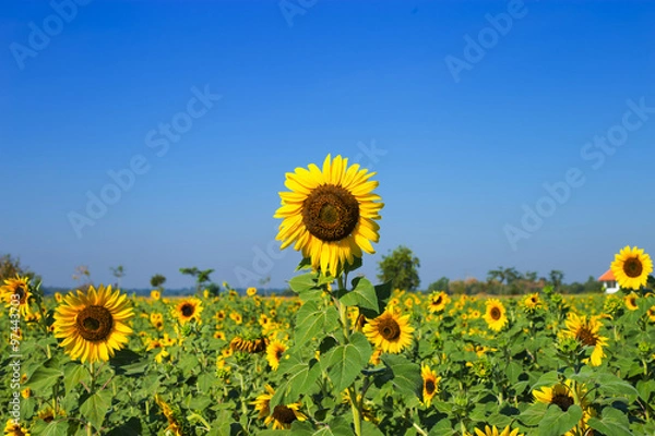 Obraz Sunflower and blue sky